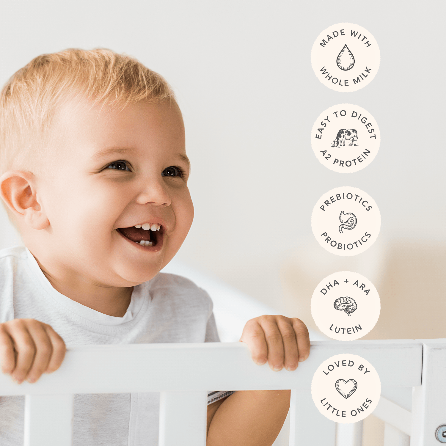 Haven A2 Cow Toddler Milk