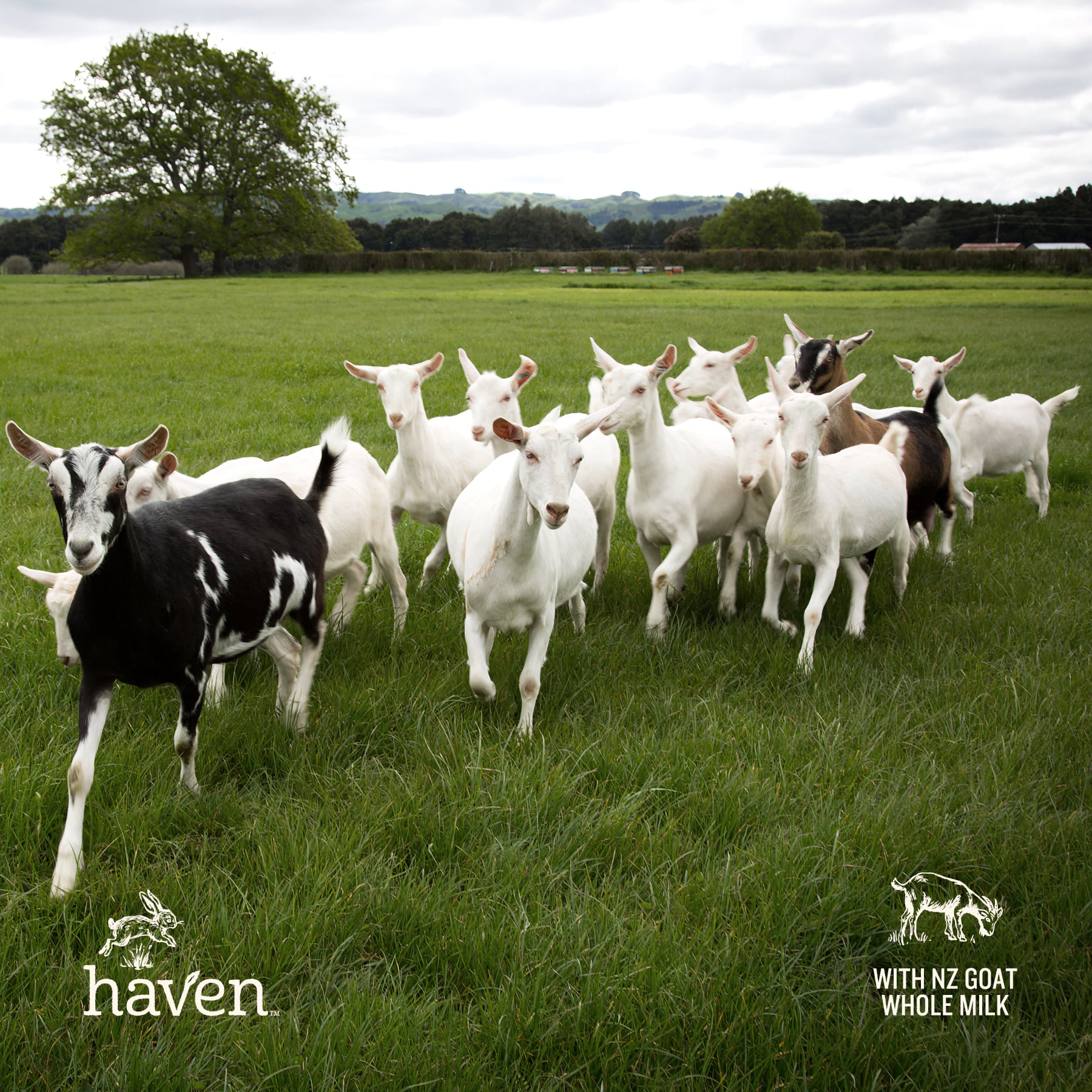 Haven Goat Follow-On Formula